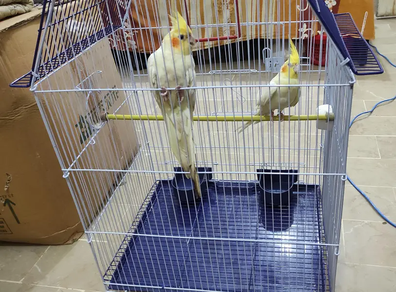 Jumbo size cage for sale with 1 budgies pair free — photo 4