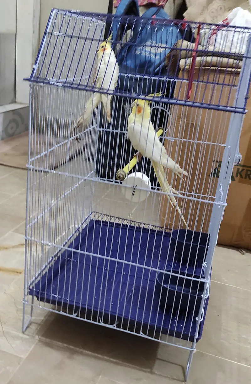 Jumbo size cage for sale with 1 budgies pair free — photo 5