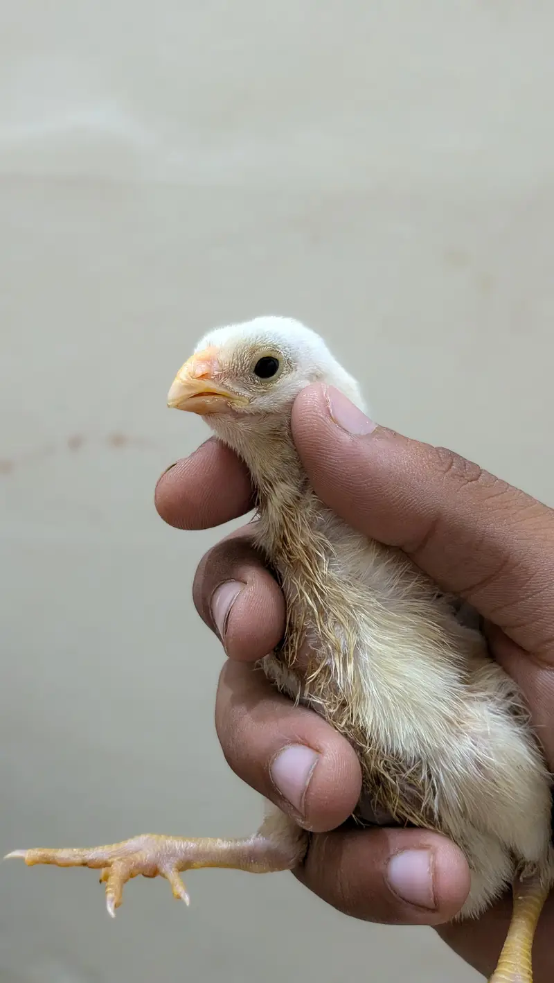 indeon parrot beak long tail aseel — photo 7