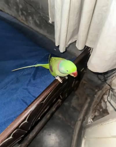 Kashmir Raw parrot 
