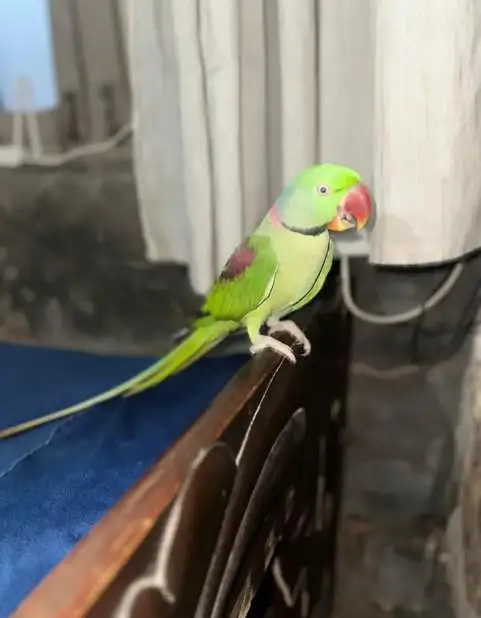 Kashmir Raw parrot  — photo 2