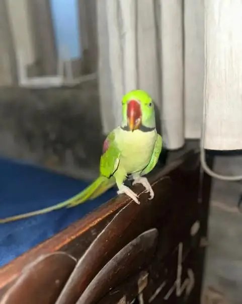 Kashmir Raw parrot  — photo 3