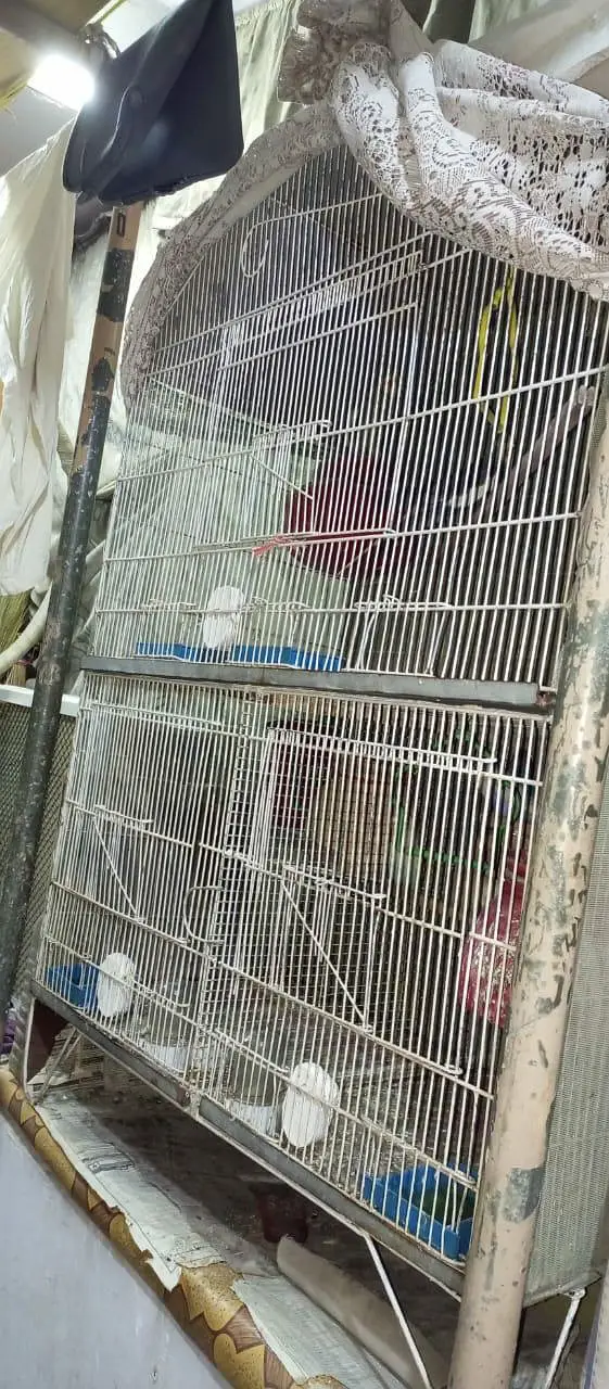 Birds cage 3 protein for sale — photo 2