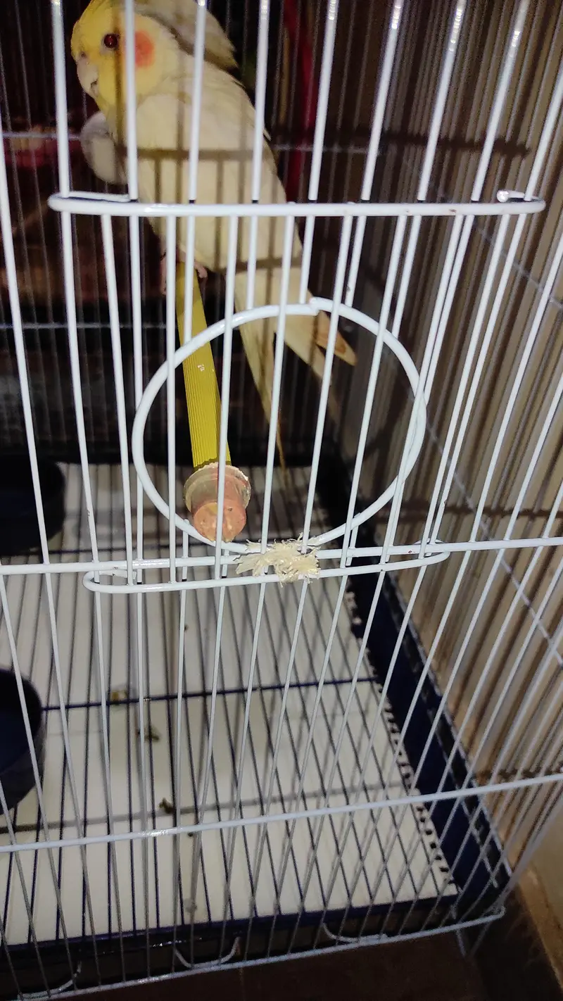 Jumbo size cage for sale with 1 budgies pair free — photo 6