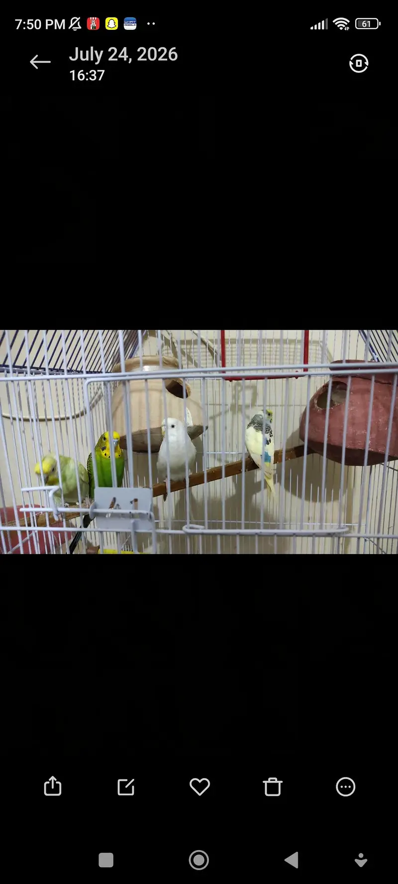Jumbo size cage for sale with 1 budgies pair free — photo 8