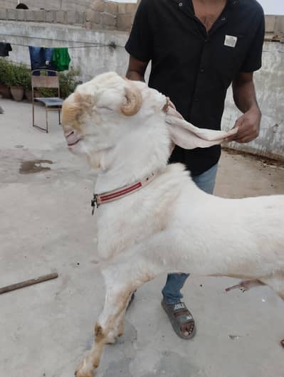 Gulabi Bakra 03243279031