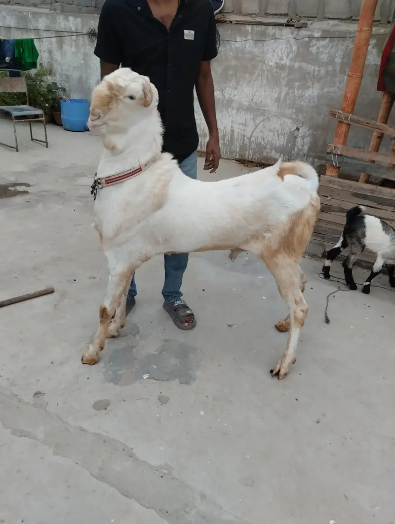 Gulabi Bakra 03243279031 — photo 2