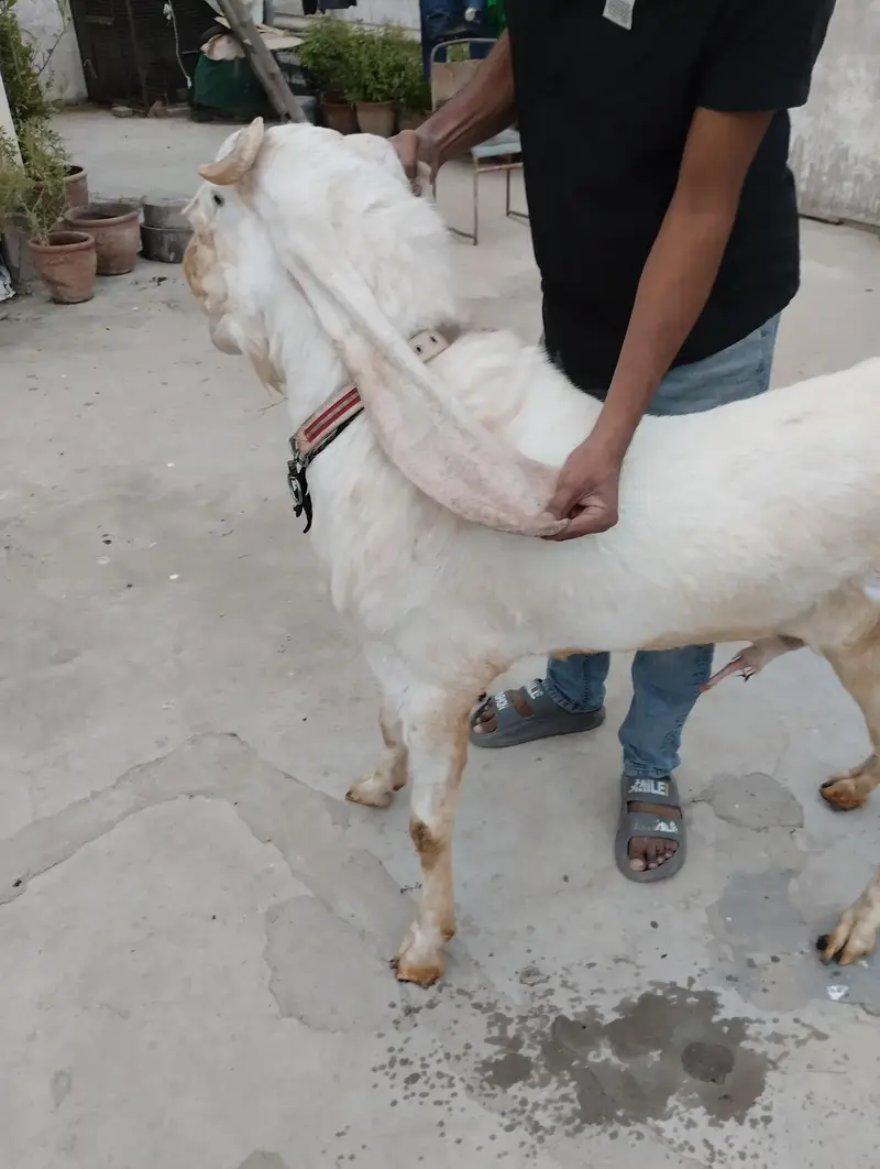 Gulabi Bakra 03243279031 — photo 3