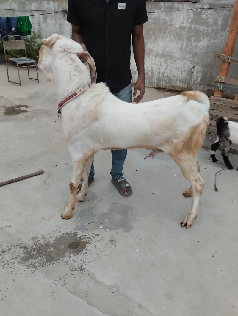 Gulabi Bakra 03243279031 — photo 4