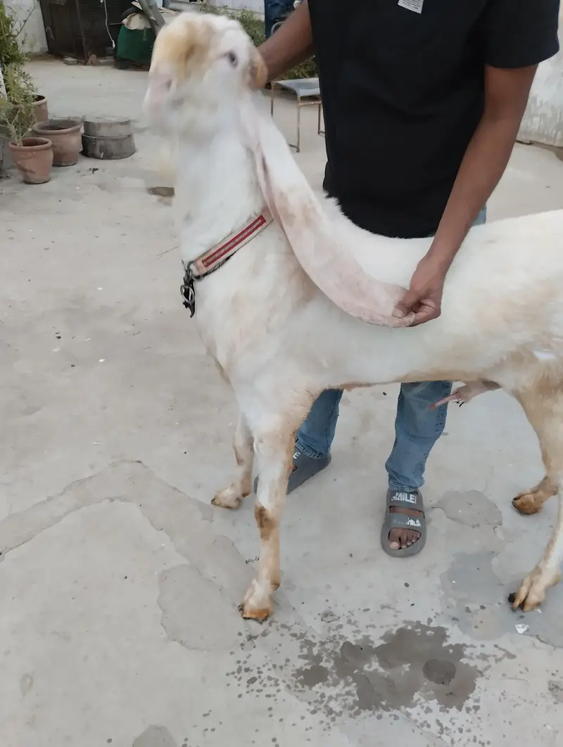 Gulabi Bakra 03243279031 — photo 5