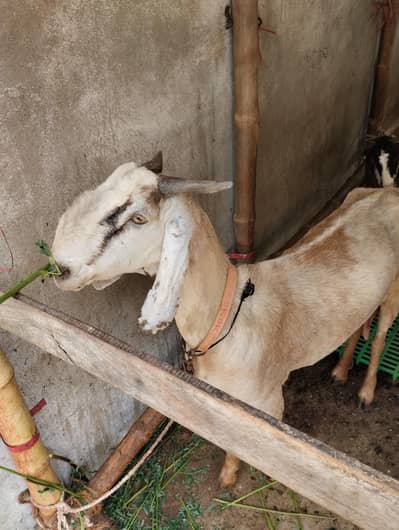 Gulabi Bakra 03243279031