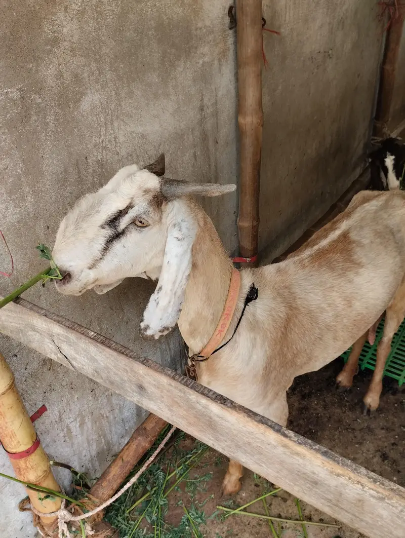 Gulabi Bakra 03243279031 — photo 6