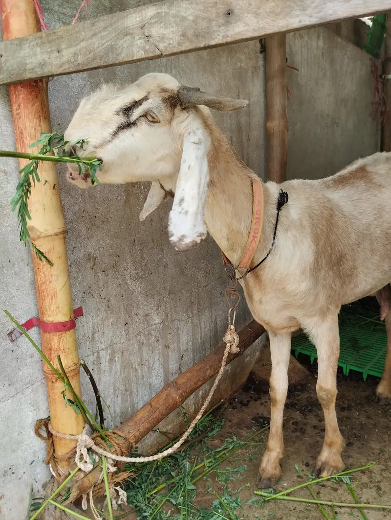 Gulabi Bakra 03243279031 — photo 7