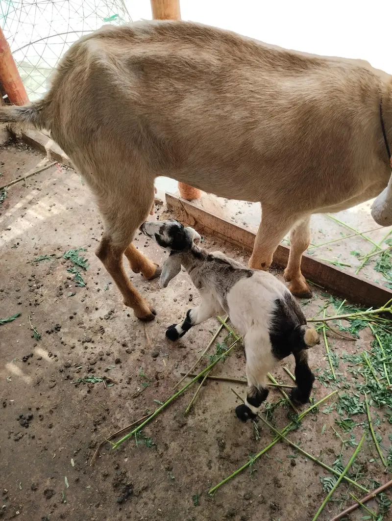 Gulabi Bakra 03243279031 — photo 8