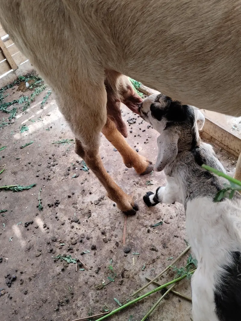 Gulabi Bakra 03243279031 — photo 9