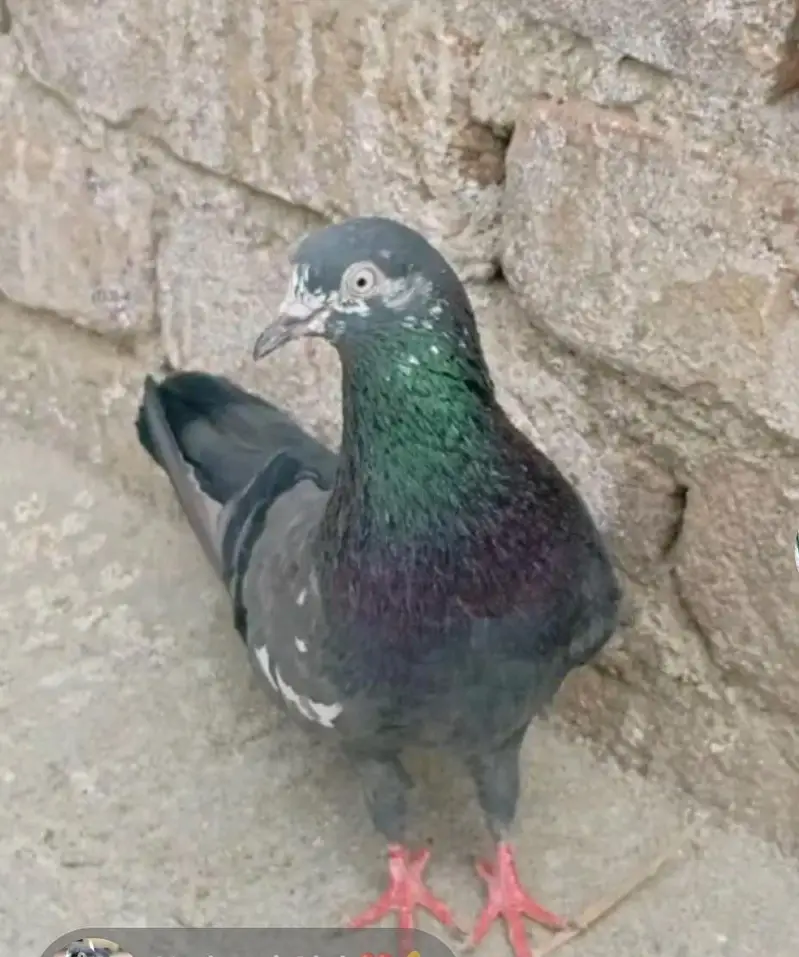 Breeder cheena Male