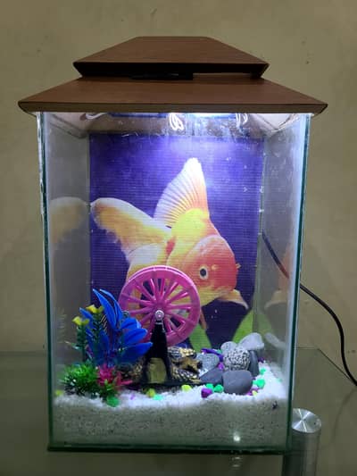 small fish aquarium