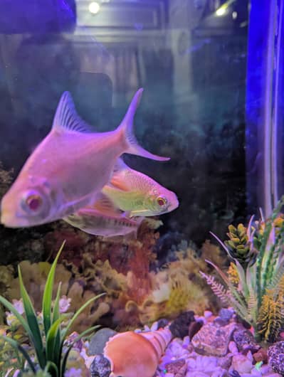 Albino Rosy Barb