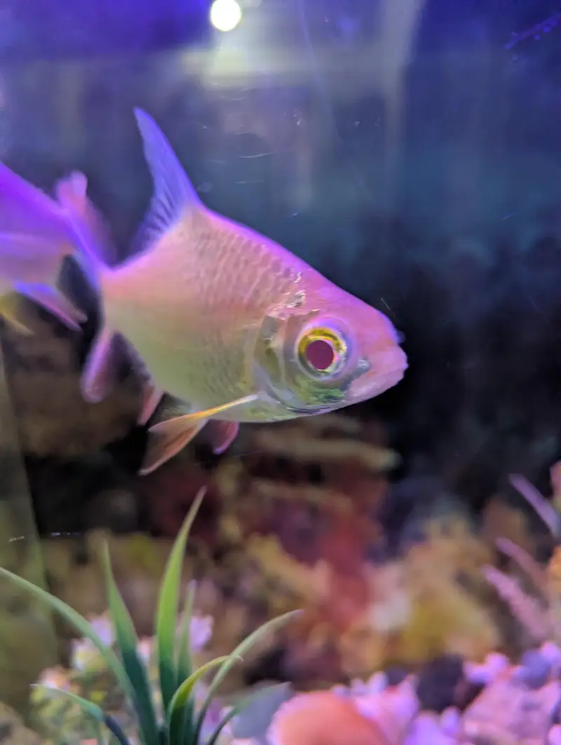 Albino Rosy Barb — photo 2