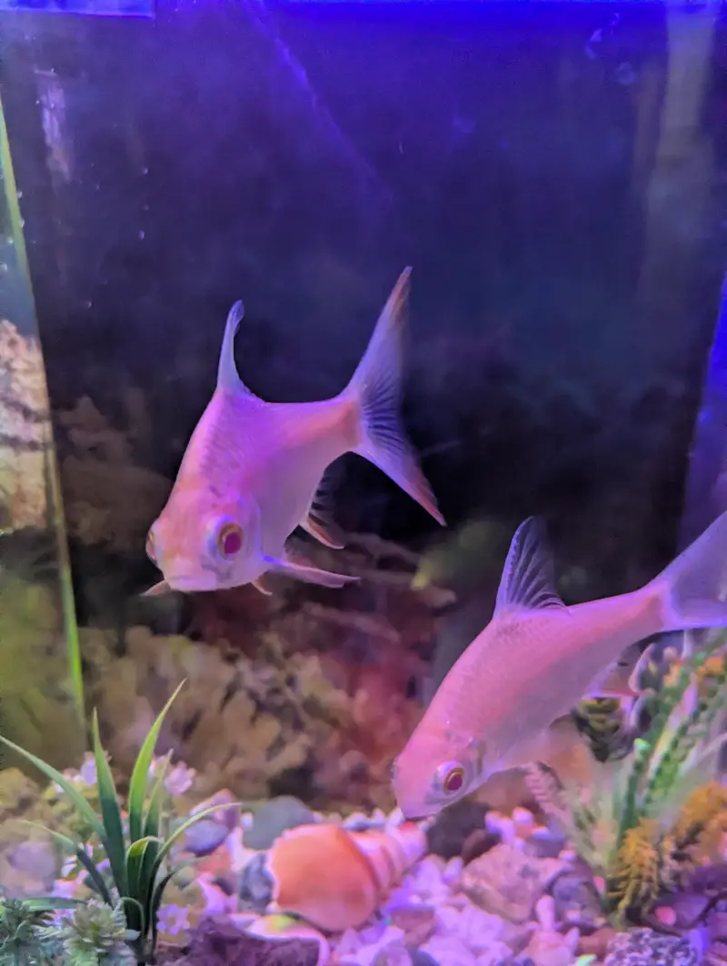 Albino Rosy Barb — photo 3