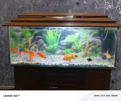 complete Aquarium with big fish's