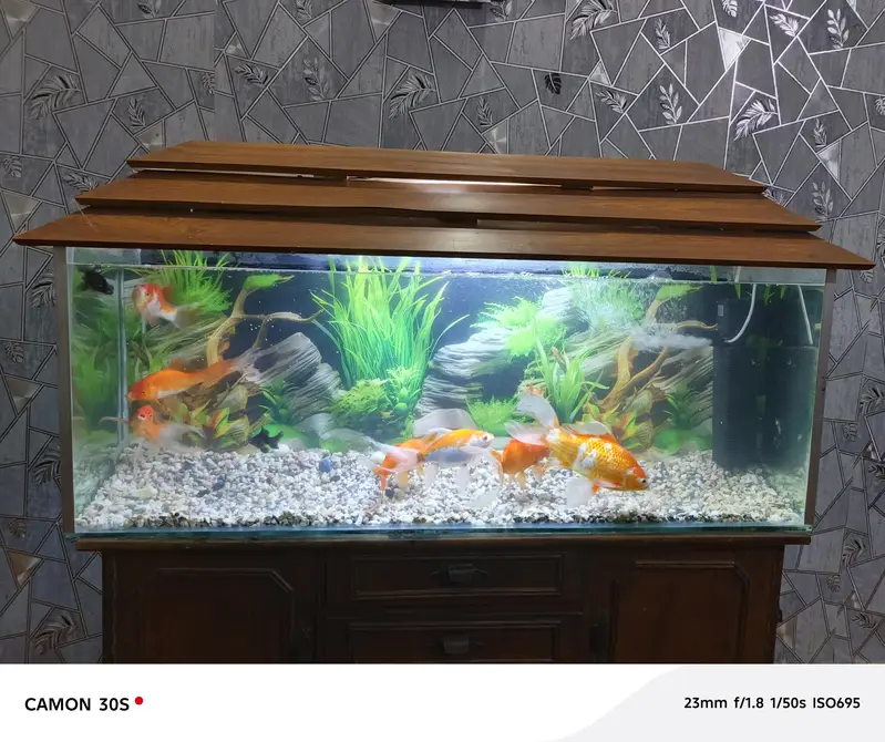 complete Aquarium with big fish's — photo 2