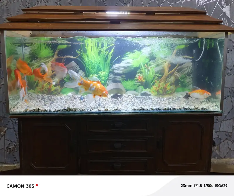 complete Aquarium with big fish's — photo 3