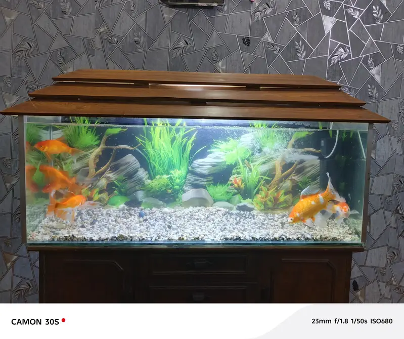 complete Aquarium with big fish's — photo 4