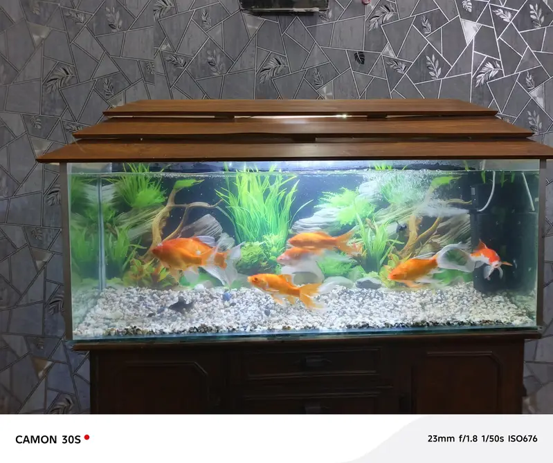 complete Aquarium with big fish's — photo 5
