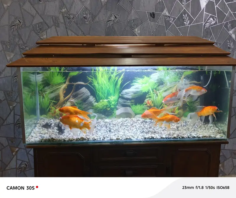 complete Aquarium with big fish's — photo 6