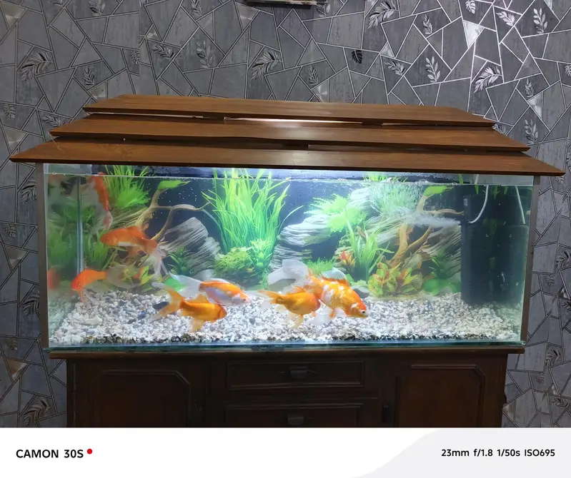 complete Aquarium with big fish's — photo 7