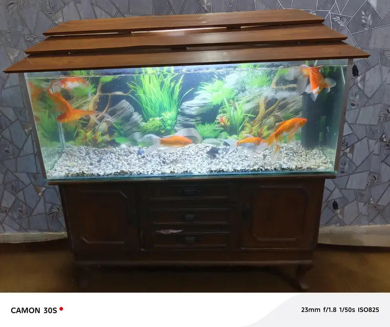 complete Aquarium with big fish's — photo 8