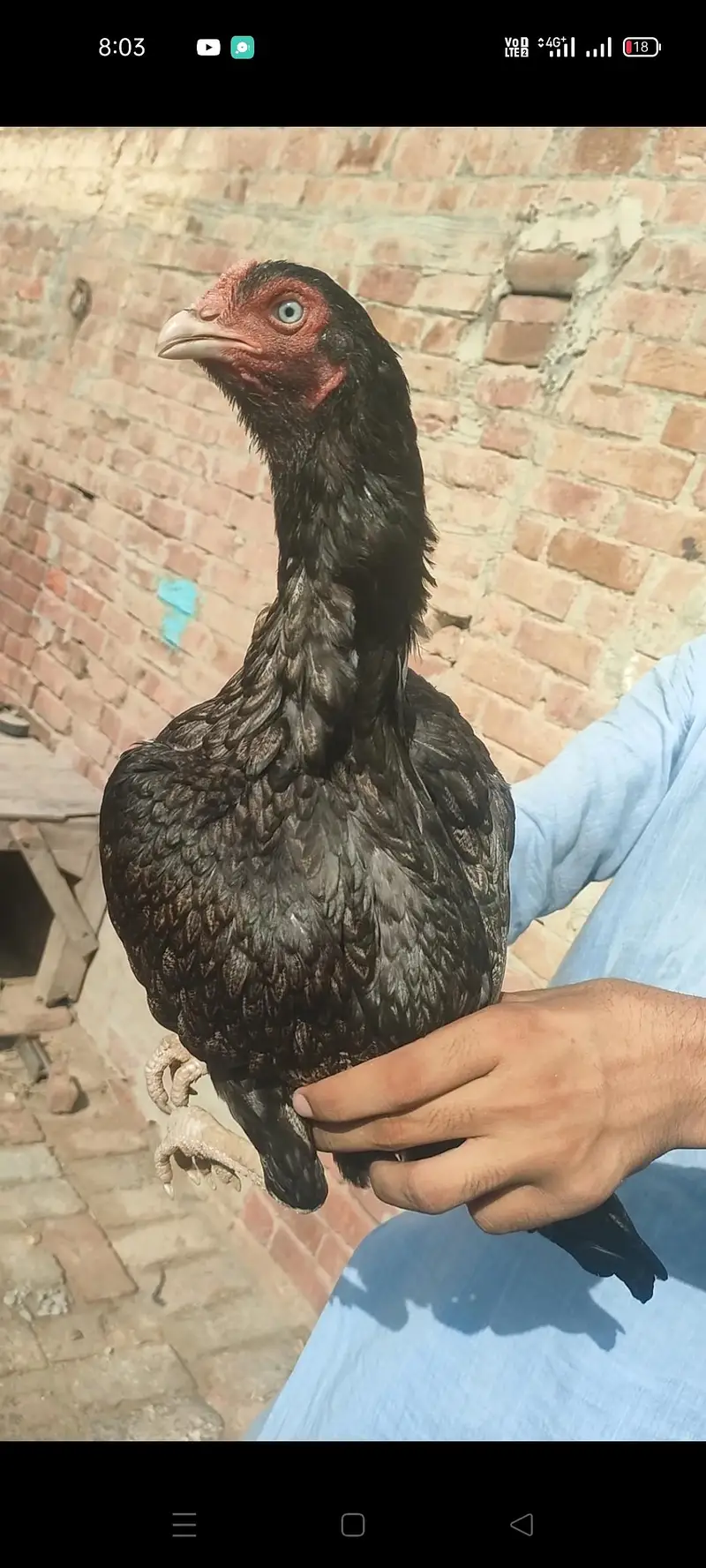 aseel murghi/ aseel breed/ aseel mianwali/ — photo 2