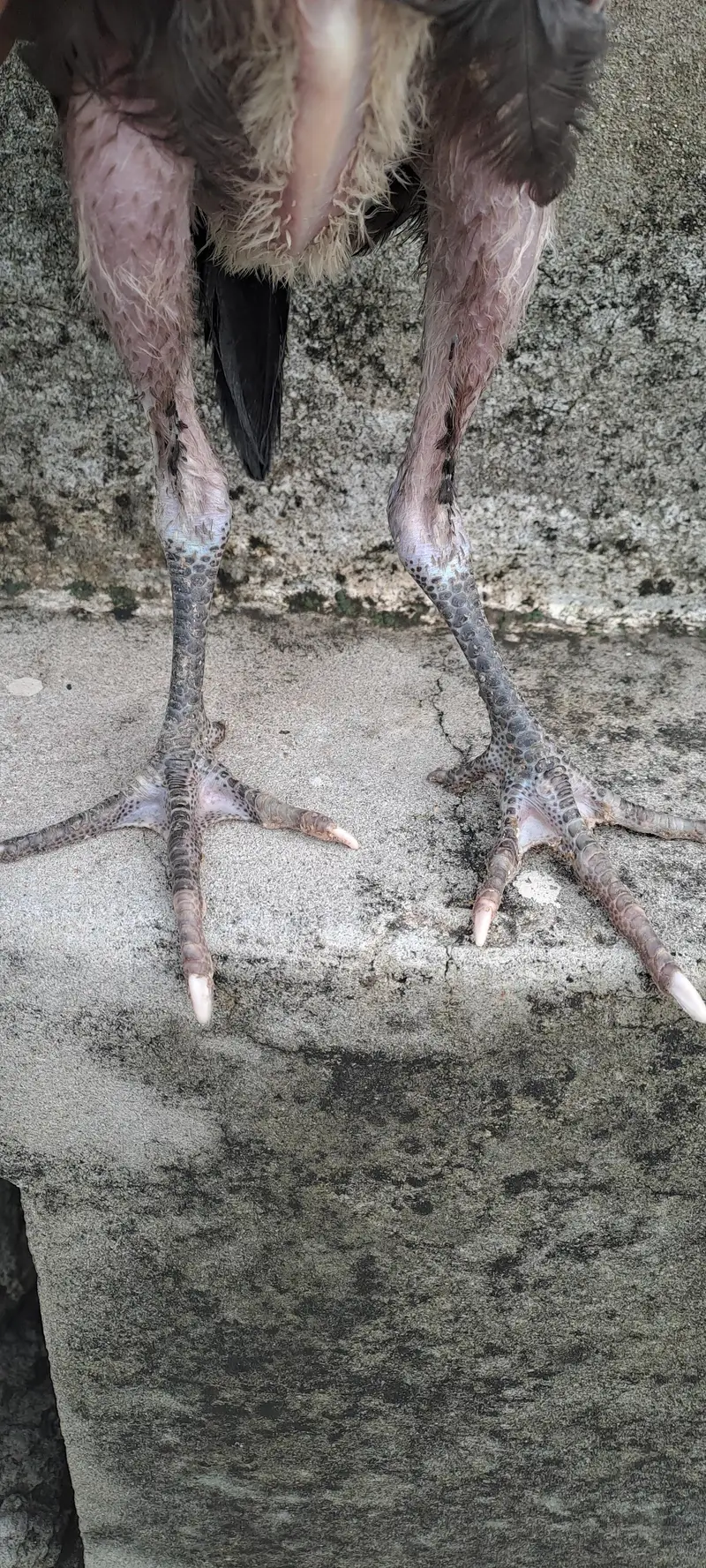 Thailandi cross barmy — photo 2