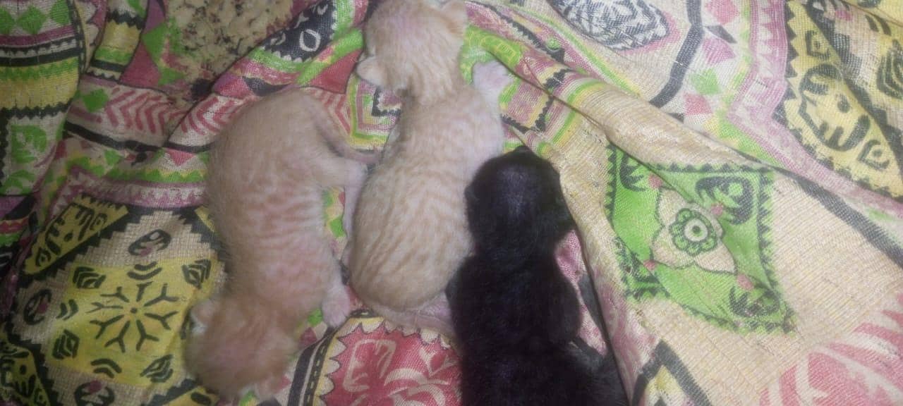 cat  0