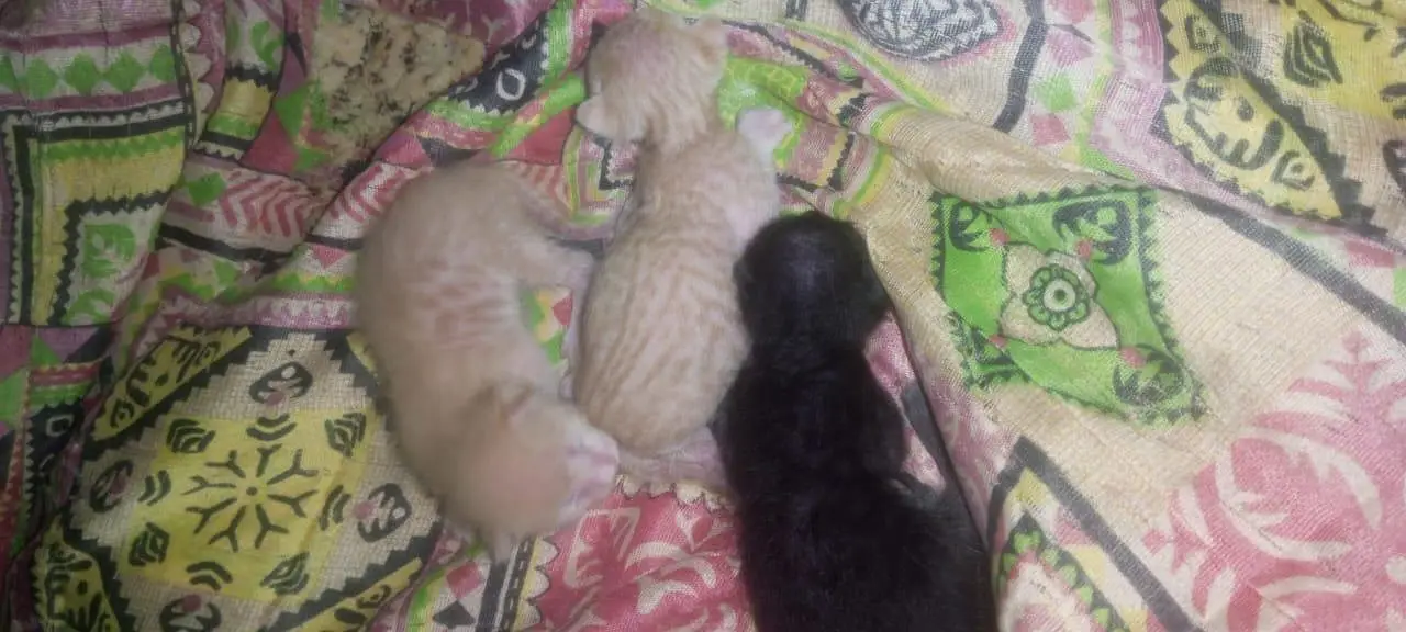 cat  — photo 2