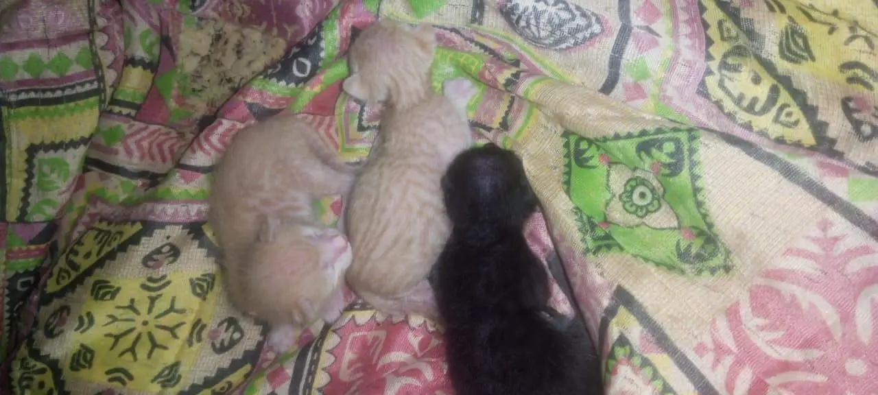 cat  — photo 3