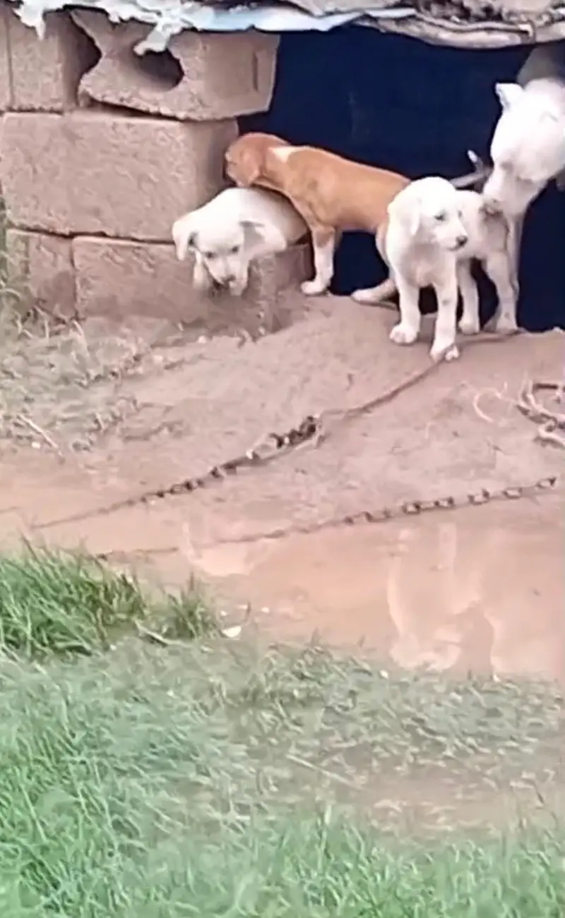 Kohati Gultier puppies pair — photo 2