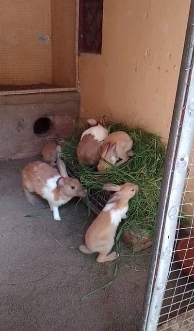 rabbits pair