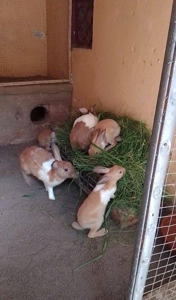 rabbits pair 0