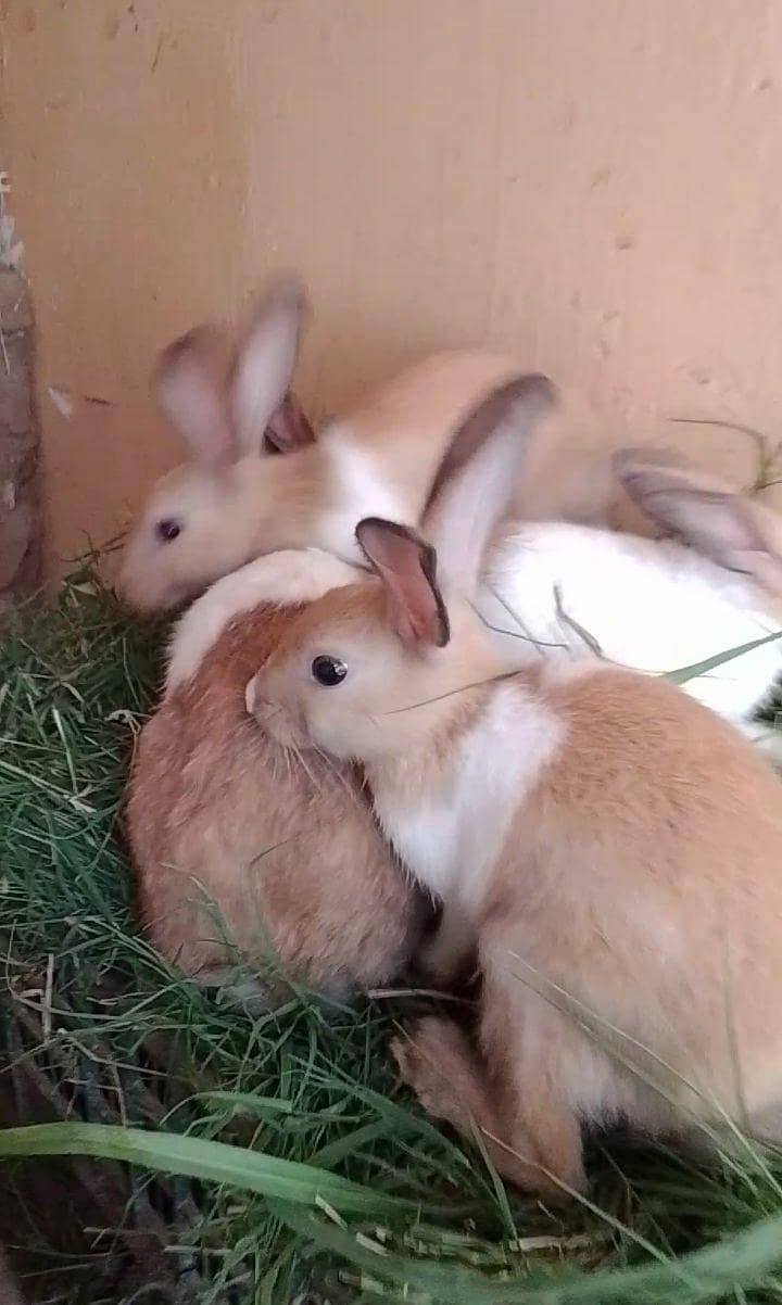 rabbits pair 1
