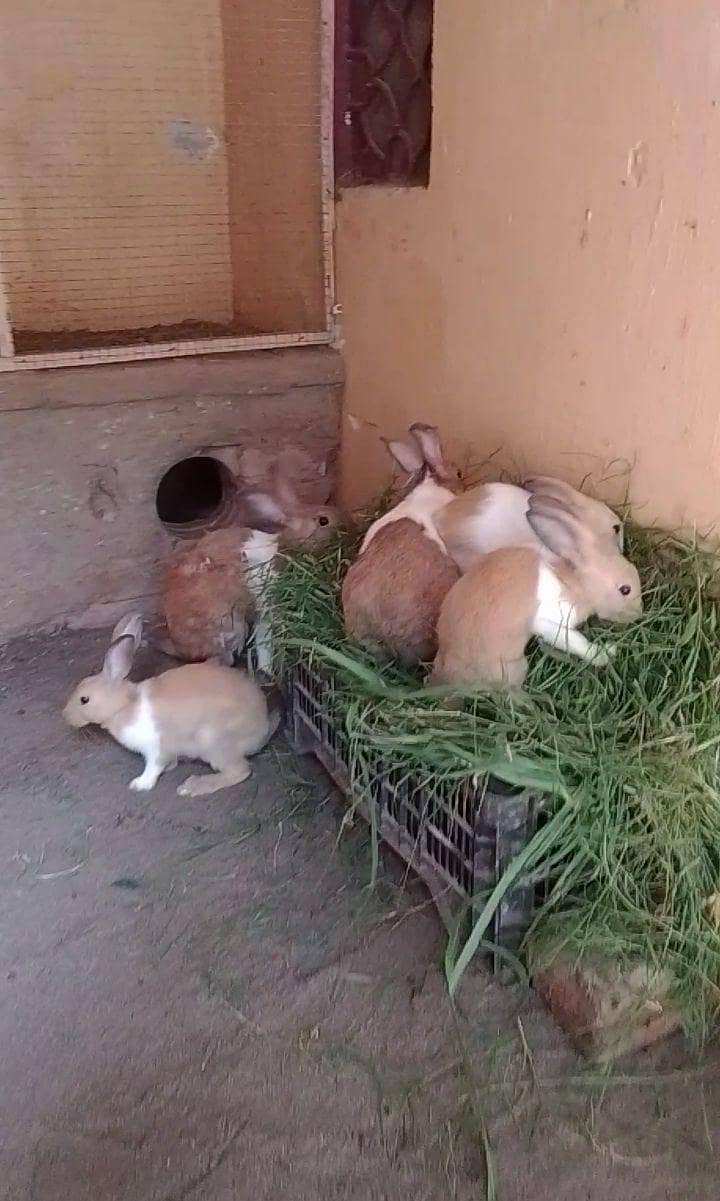 rabbits pair 2