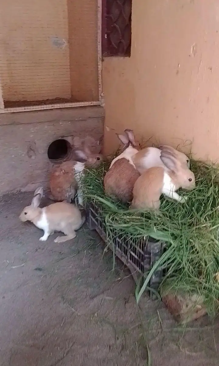 rabbits pair — photo 3