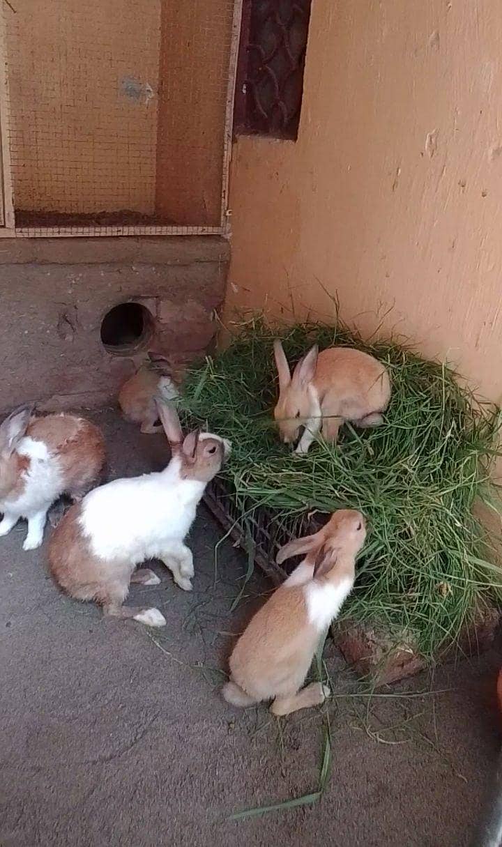 rabbits pair 3