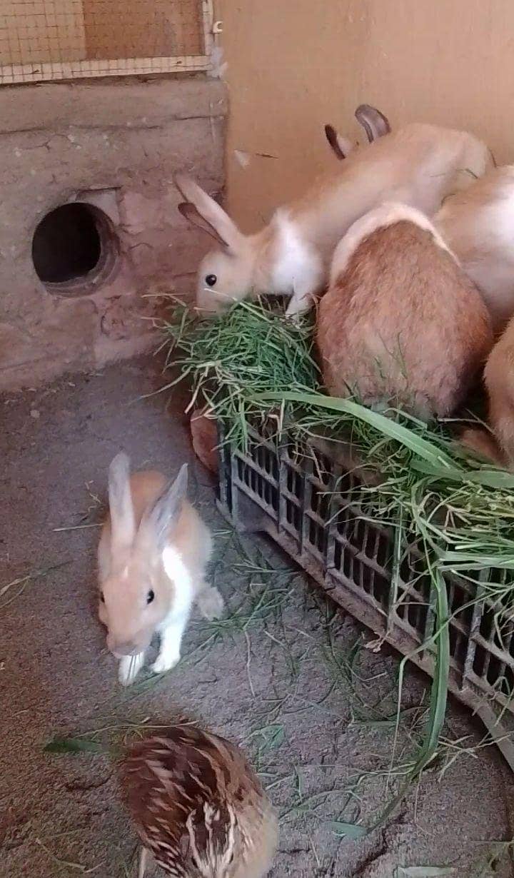 rabbits pair 4