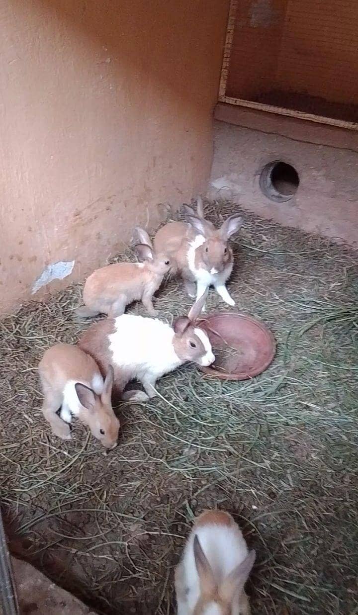 rabbits pair 6