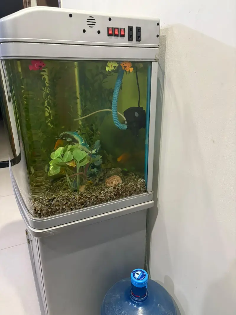 Imported Aquarium and 4 single tail fish — photo 3