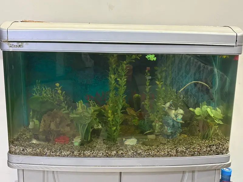 Imported Aquarium and 4 single tail fish — photo 4