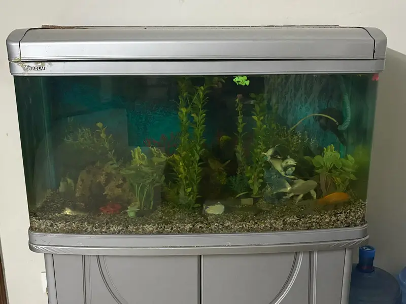 Imported Aquarium and 4 single tail fish — photo 5
