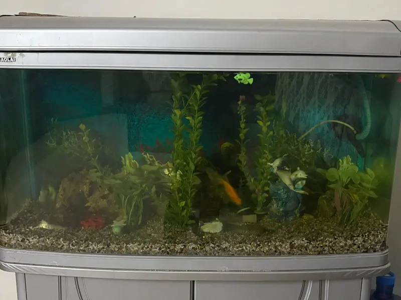 Imported Aquarium and 4 single tail fish — photo 6